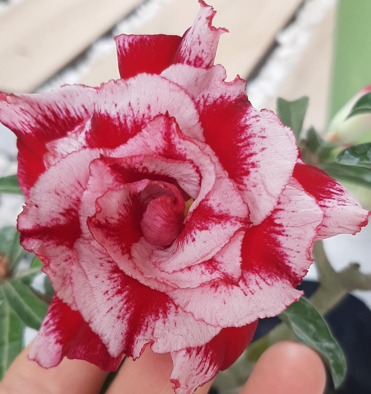 Avaria - Rosa do Deserto King - Imagem 2