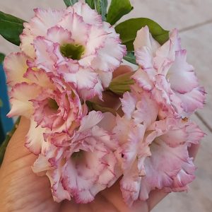 Avaria - Rosa do Deserto Carnation