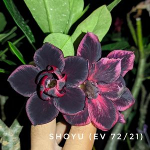 Podadinha - Rosa do Deserto Shoyu (EV72)