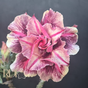 Avaria - Rosa do Deserto Luxury