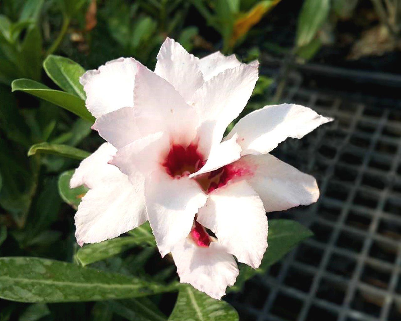 Avaria - Rosa do Deserto A Thousand Years