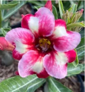 Avaria - Rosa do Deserto Rei Davi