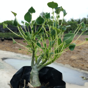 Avaria - Rosa do Deserto Fiona - Leaf Spoon (Pink Mutante)