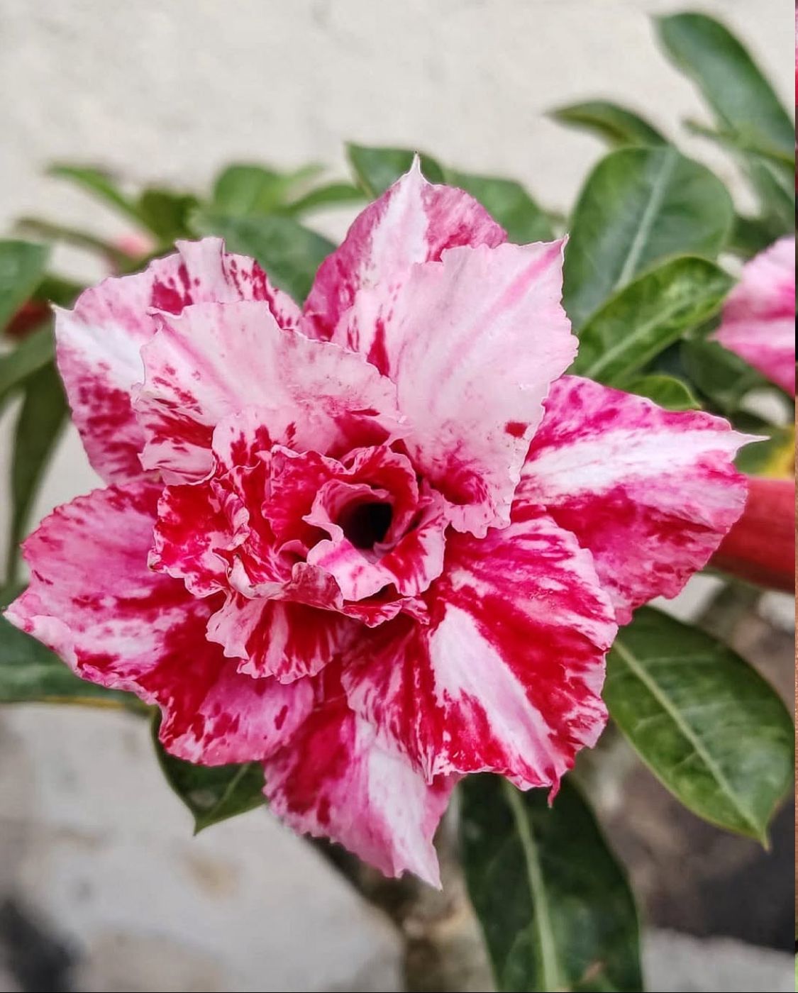 Avaria - Rosa do Deserto SM1
