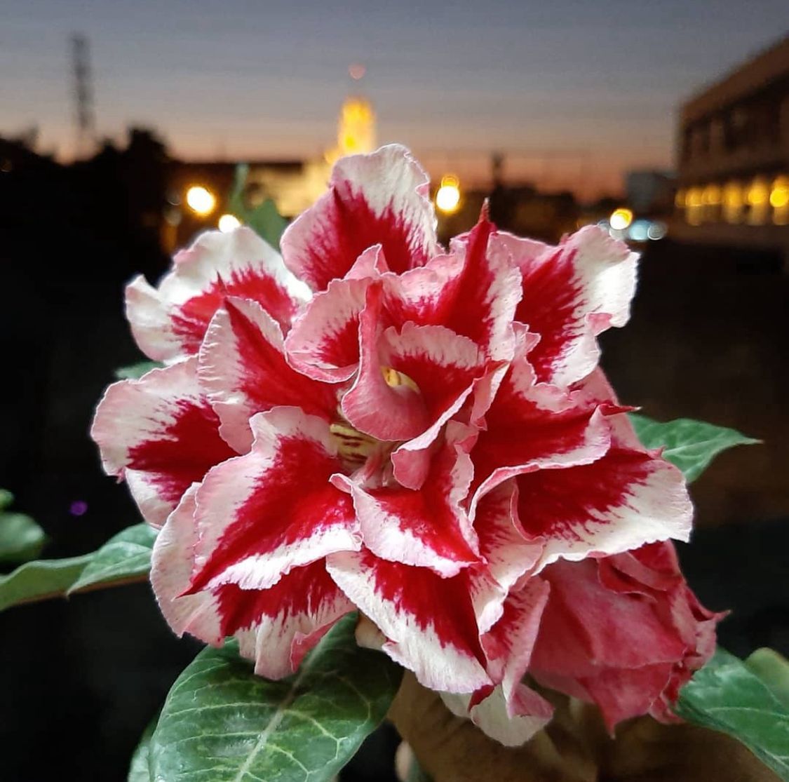Avaria - Rosa do Deserto King