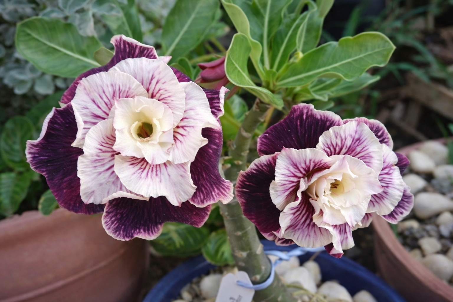 Avaria - Rosa Do Deserto Golden Faith II