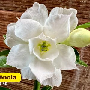 Podadinha - Rosa do Deserto Valencia