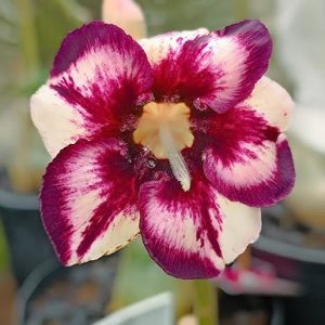 Podadinha - Rosa do Deserto Margareth star