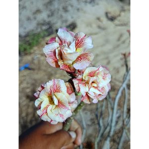 Podadinha - Rosa do Deserto Seis Petalas