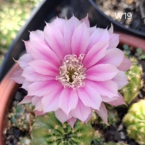 Lobivia Hibridas (W 19)