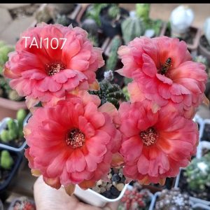 Lobivia Hibridas (TAI 107)
