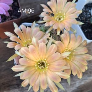 Lobivia Hibridas (AM 96)