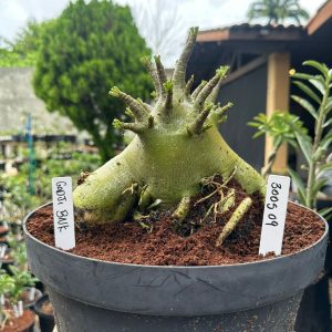 3005 09 Arabicum Godji Bnk - Adulta