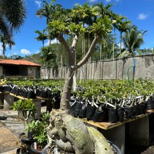2305 26 Socotra Lucky White Gigande