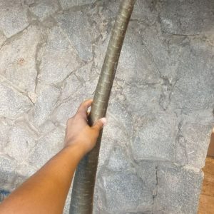 2705 270 Socotra Socotranum