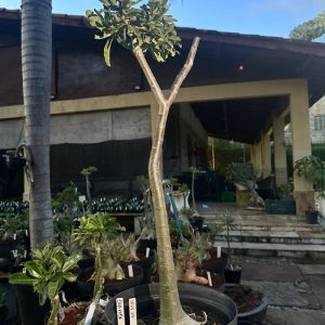 1805 01 Anaconda Capixaba