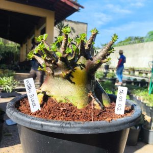 0605 02 Arabicum Ultron black