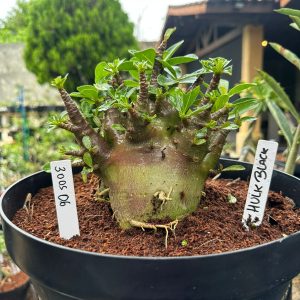 3005 06 Arabicum Hulk Black ( Leilão ) - Adulta