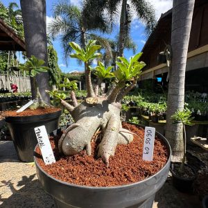 0605 04 Arabicum Tropical Caudex arabicum - Adulta