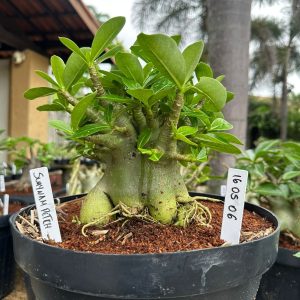 1605 06 Arabicum Suyanapetch - Adulta