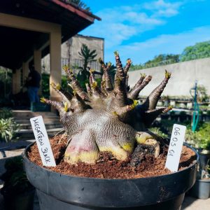 0605 01 Arabicum Megatron - Adulta