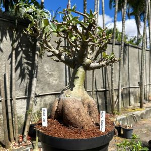 2305 20 Baobá Balãozinho Aeung