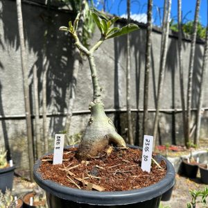 2305 30 Baobá Baby Brd08 ( Leilão )