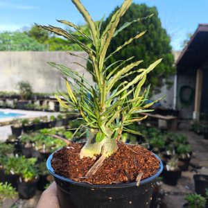 Crispum de semente