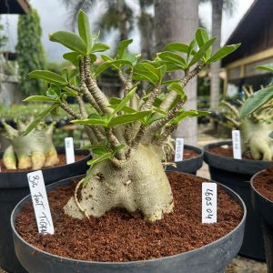 1605 04 Arabicum Big Foot Tigrada  - Adulta