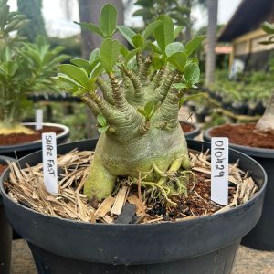 0104 29 Arabicum Super fest - Adulta