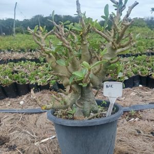 1605 03 Arabicum Hulk Balãozinho - Adulta ( Leilão )