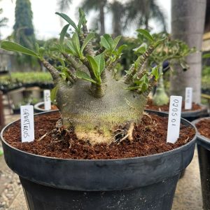 0205 01 Arabicum Spartacus - Adulta