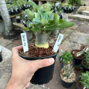 2605 45 Arabicum Nix F3