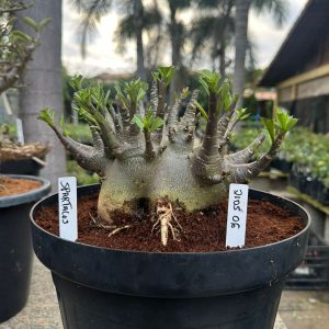 2105 06 Arabicum Spartacus - Adulta