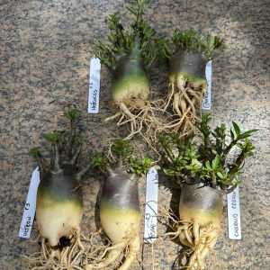 Arabicum f3 kit 5uni