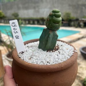 1305 01 Cacto Eulychnia castanea cv Varispiralis