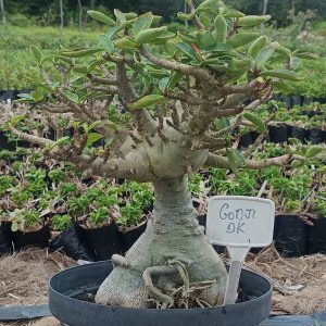 1605 01 Arabicum Godji Dk Balãozinho Tigrada - Adulta