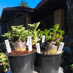 2605 61 Arabicum Kit 3uni