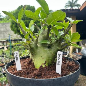 3005 03 Arabicum Brutos ( Leilão ) - Adulta