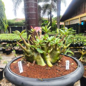3005 02 Arabicum Tiranossauro - Adulta