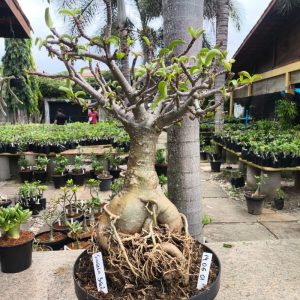 1405 01 Baobá Singela