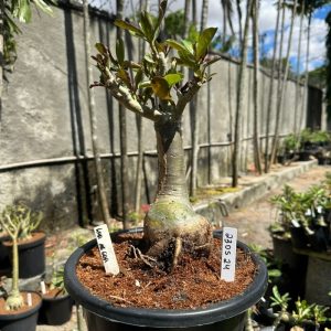 2305 24 Baobá Baby Lua Negra