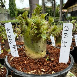 0704 34 Arabicum Hesfero F3 ( vitrine )