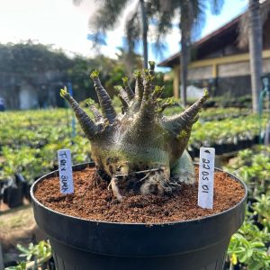 2205 01 Arabicum T rex  Black - Adulta