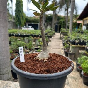 0205 01 Socotranum