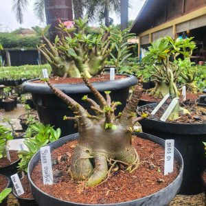 3005 30 Arabicum Black Zombie - Adulta