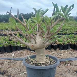 1605 04 Arabicum Mk Balãozinho - Adulta ( Leilão )