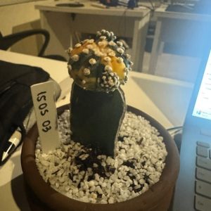 1505 03 Cacto Astrophytum asteria variegata