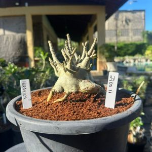 2705 11 Arabicum aranha Hércules ( Leilão )