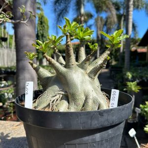0605 01 Arabicum Tropical Caudex arabicum  - Adulta